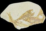 Fossil Fish (Knightia) Plate - Wyoming #126046-1